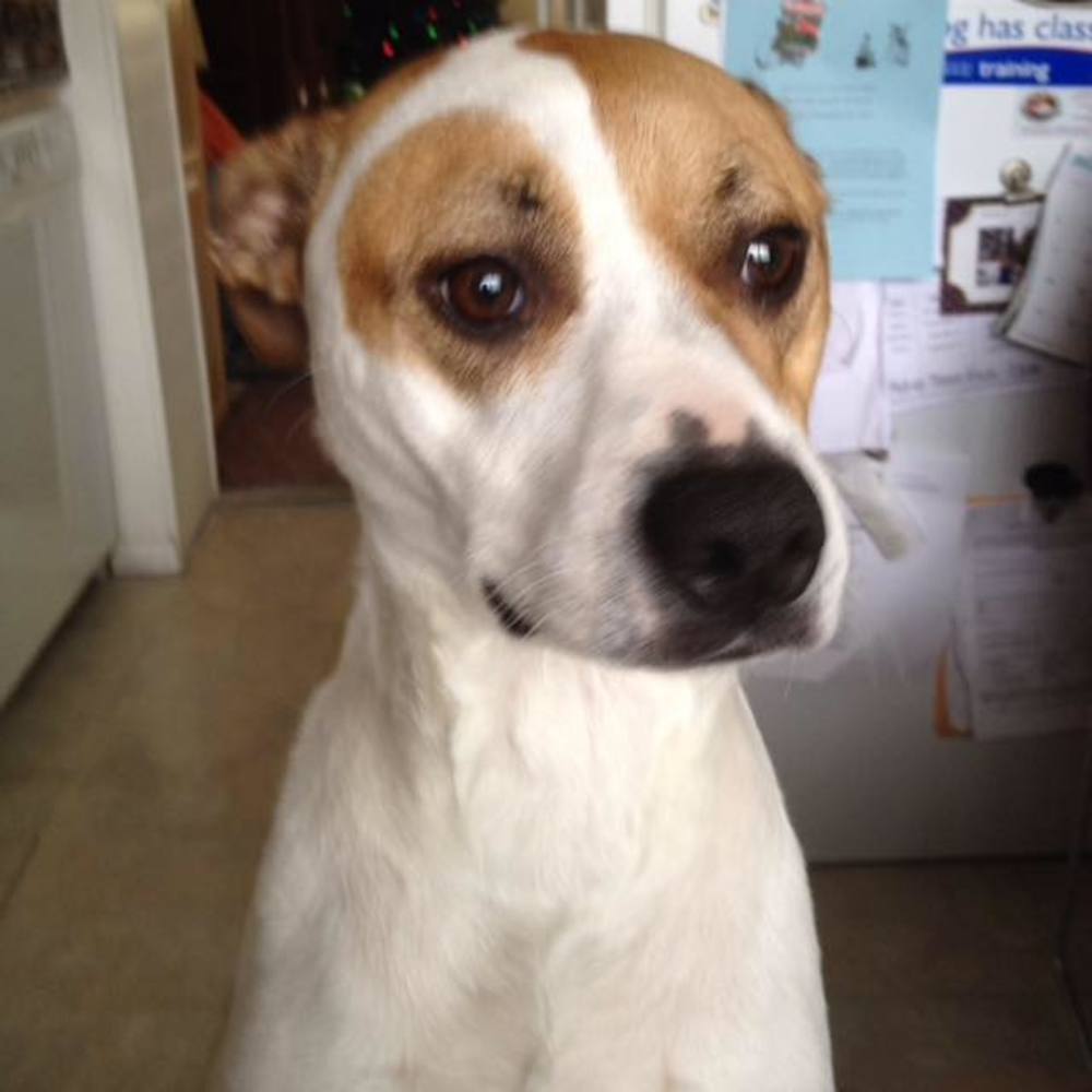 Meet your Posher, Heidi