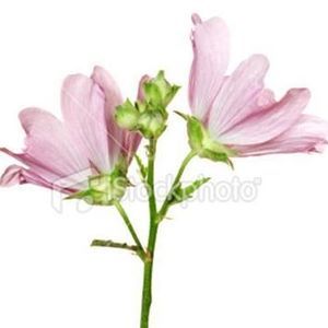 Meet your Posher, Manju