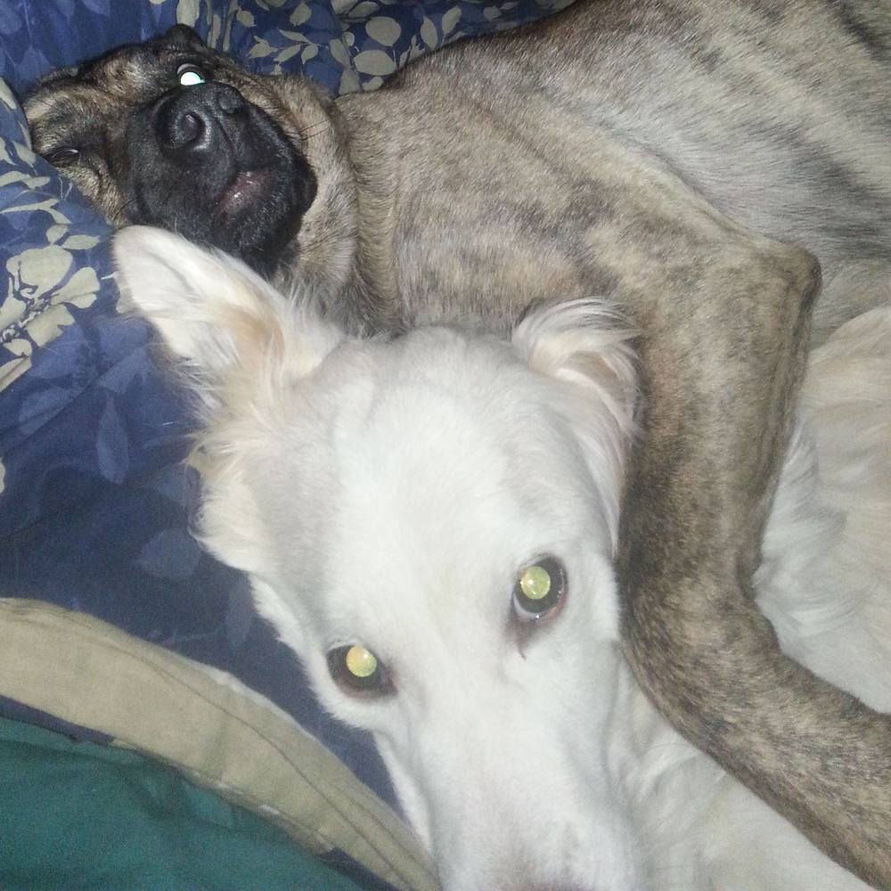 Meet your Posher, Samantha