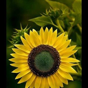 Meet your Posher, Celina