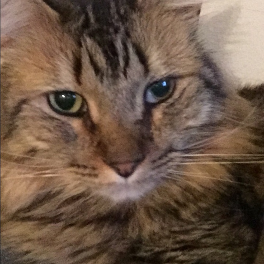Meet your Posher, Lilly