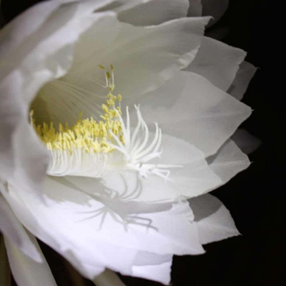 Meet your Posher, Charissa