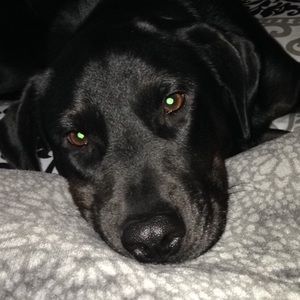 Meet your Posher, Bailey