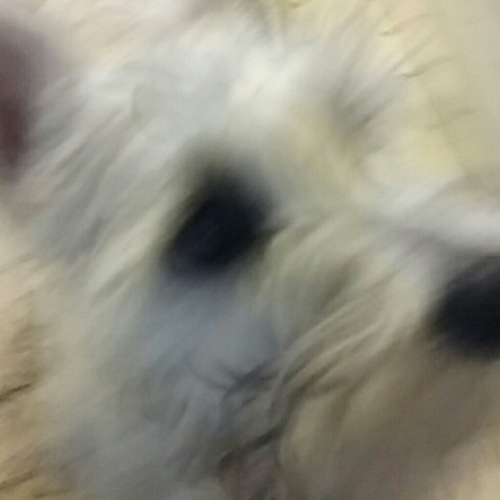 Meet your Posher, Darla