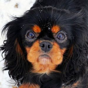 Meet your Posher, L l