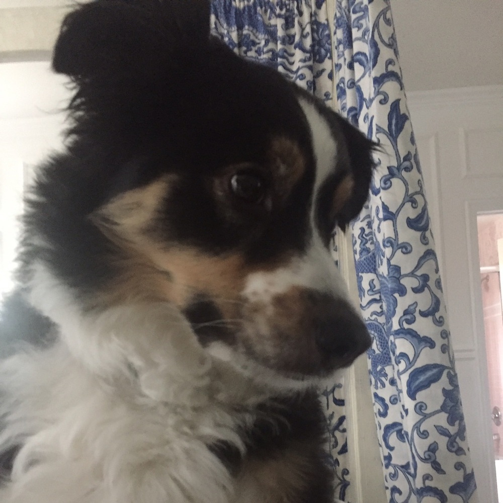 Meet your Posher, Kara