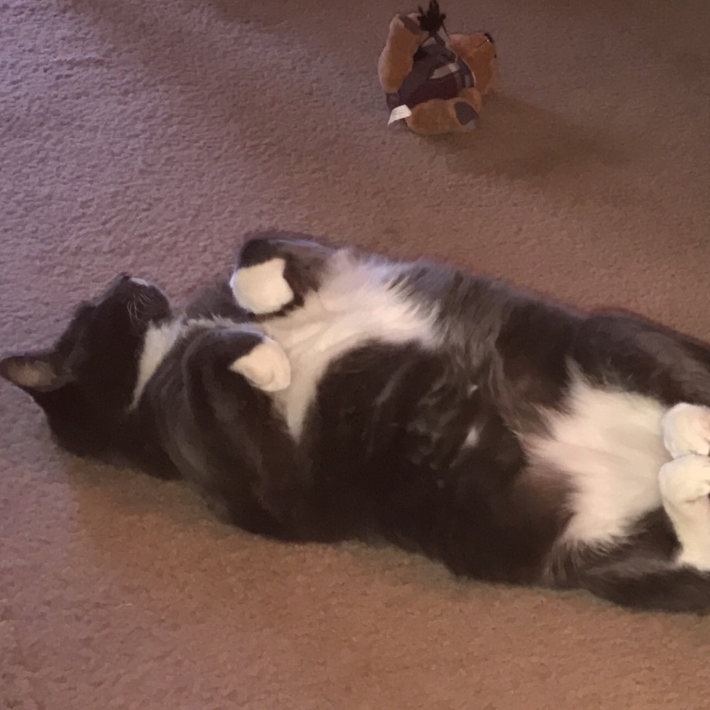 Meet your Posher, Elizabeth