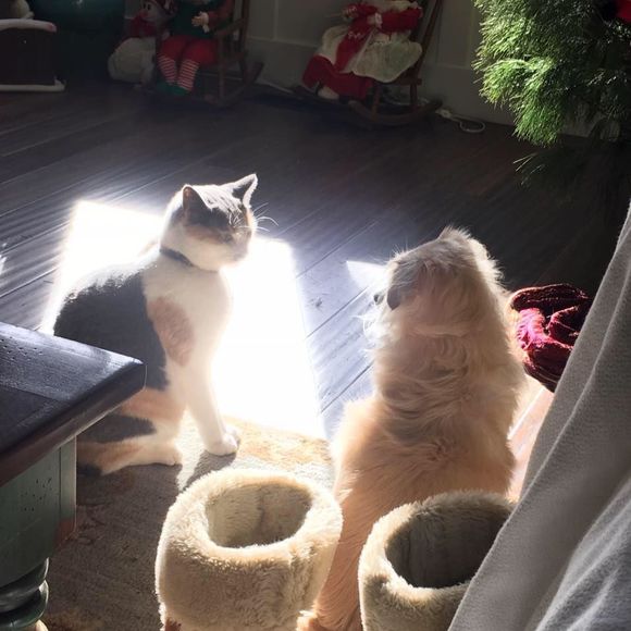 Meet your Posher, Amber - Picture 1 of 1