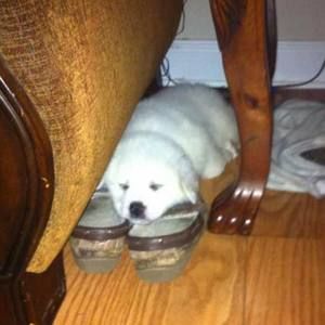 Meet your Posher, Brayden