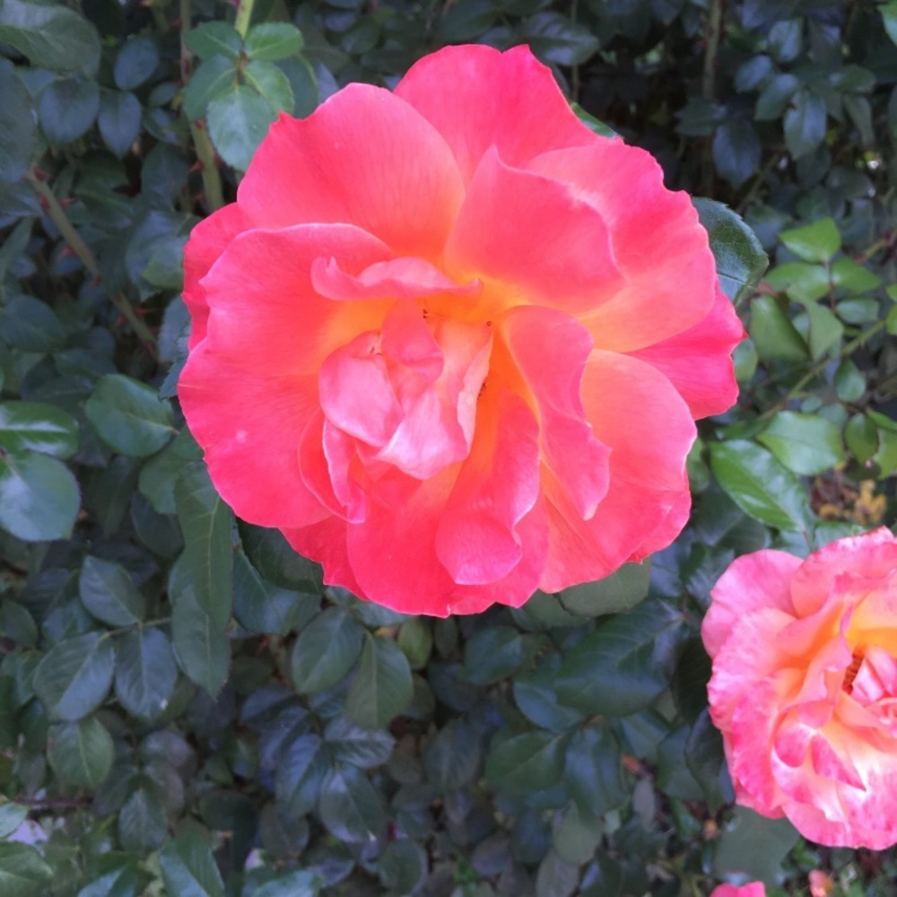 Meet your Posher, Christian