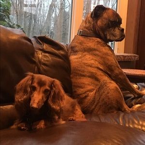 Meet your Posher, Dians