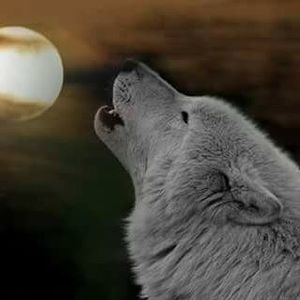 Meet your Posher, Luz