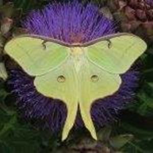 Meet your Posher, Amelia