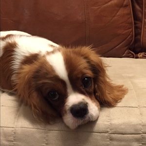 Meet your Posher, Janet