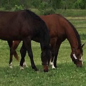 Meet your Posher, Tammy