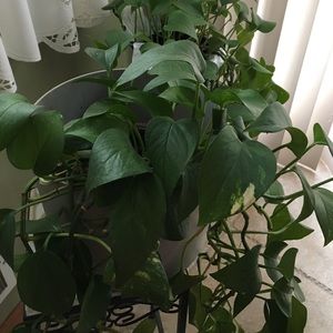 Meet your Posher, Patty