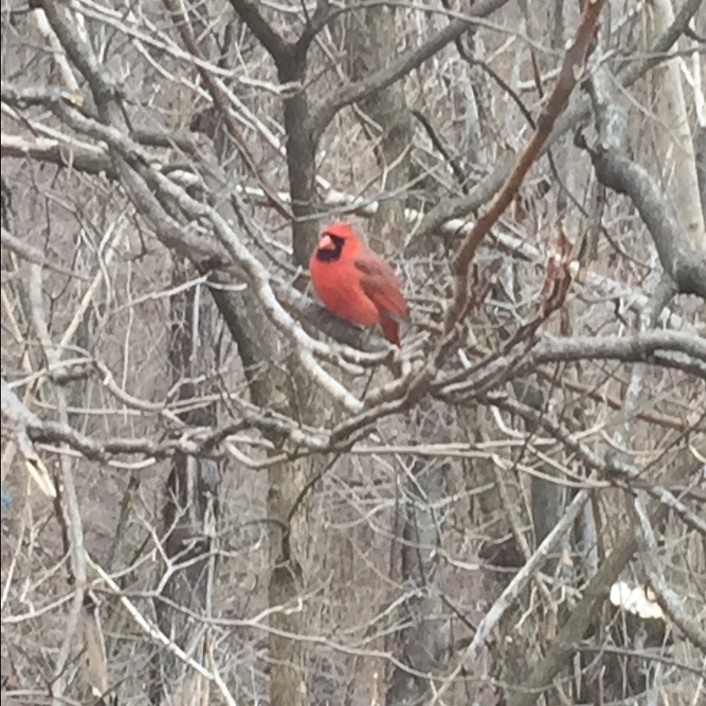 Meet your Posher, Betsy