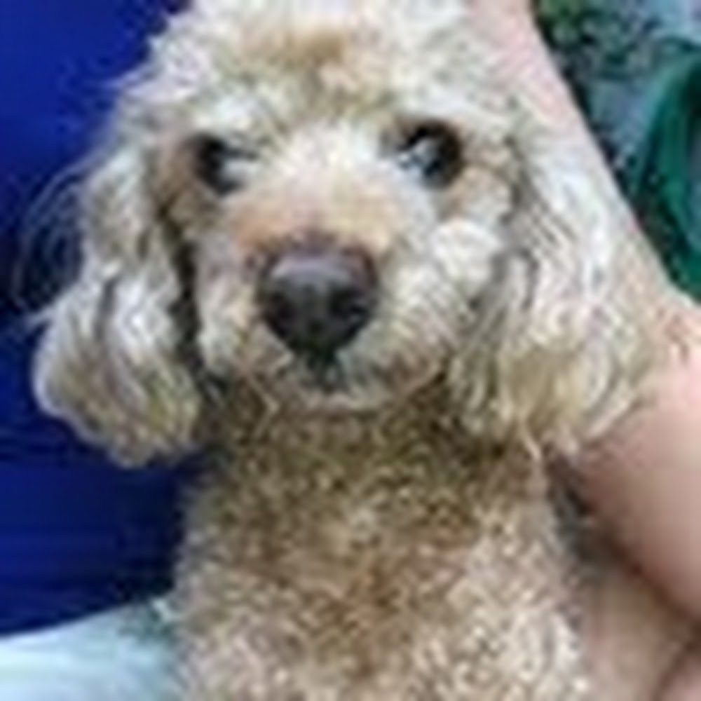 Meet your Posher, Cammie