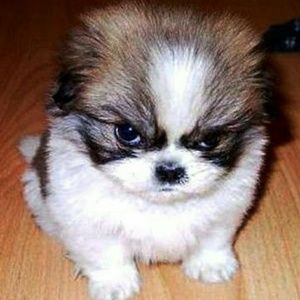 Meet your Posher, Geneva