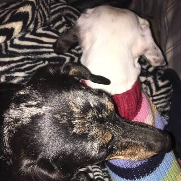 Meet your Posher, Nikki - Picture 3 of 4