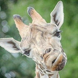 Meet your Posher, Gina