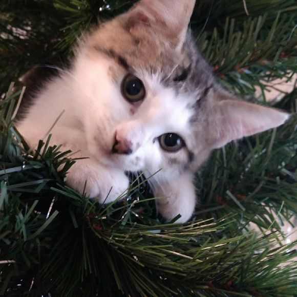 Meet your Posher, Becky - Picture 1 of 1