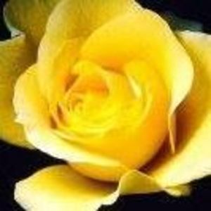 Meet your Posher, Sandy