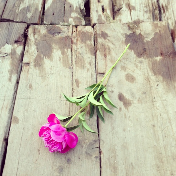 Meet your Posher, Gemma - Picture 1 of 1