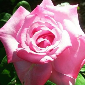 Meet your Posher, Chrissy