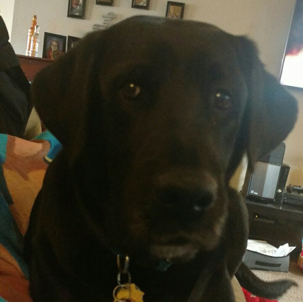 Meet your Posher, Siobhan