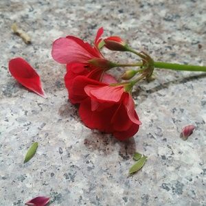 Meet your Posher, Sophia