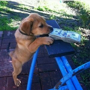 Meet your Posher, Kevin