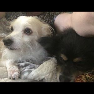 Meet your Posher, Janet