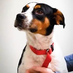 Meet your Posher, Okyeso