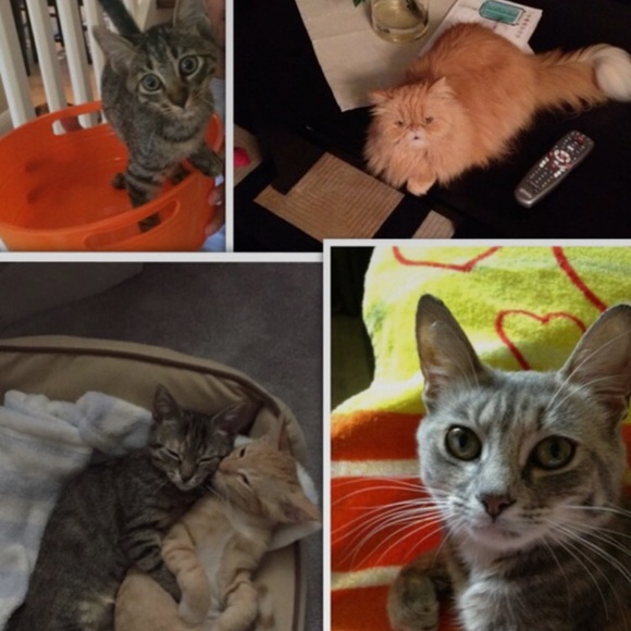 Meet your Posher, Ily - Picture 3 of 3