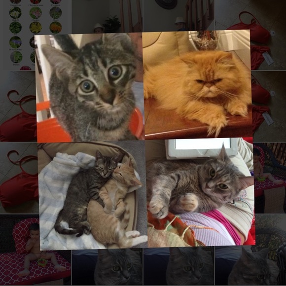 Meet your Posher, Ily - Picture 2 of 3