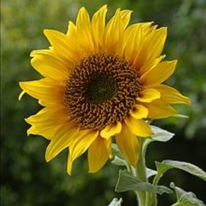 Meet your Posher, Mindy