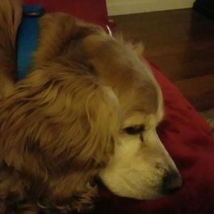 Meet your Posher, Carol