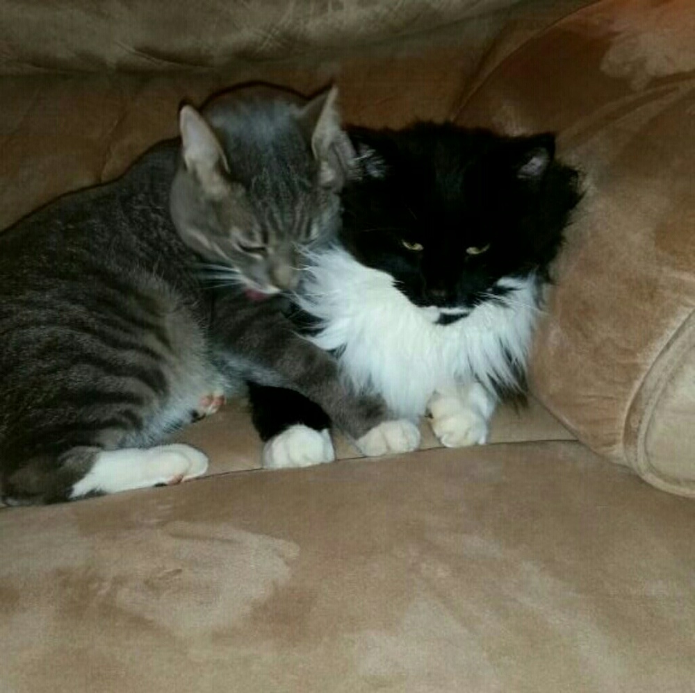 Meet your Posher, Lisa