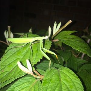 Meet your Posher, Kyle