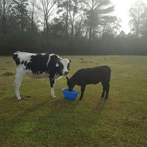 Meet your Posher, Laurie