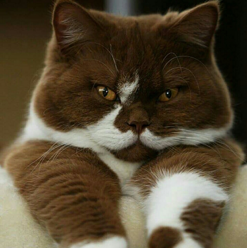 Meet your Posher, Pam