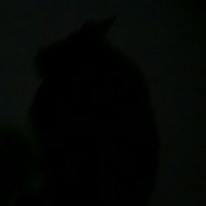 Meet your Posher, Ebony