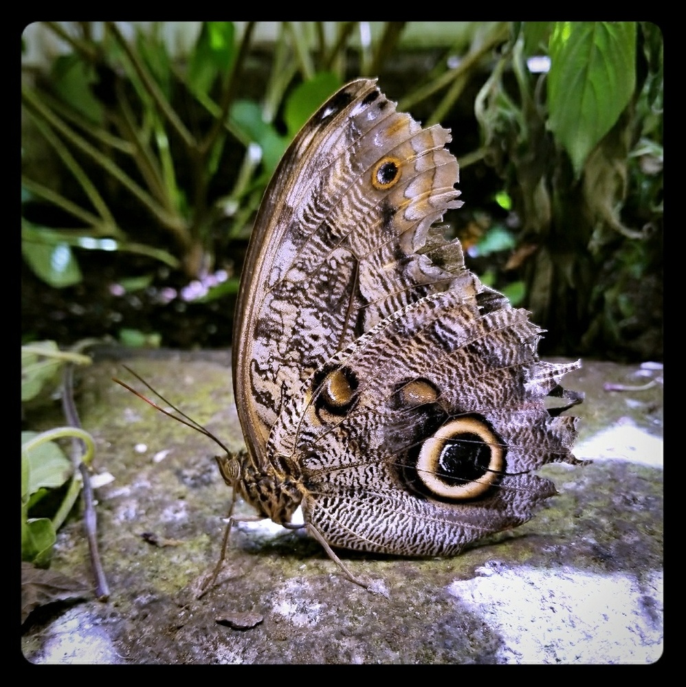 Meet your Fellow Posh Shopper!