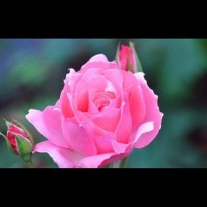 Meet your Posher, Rosa