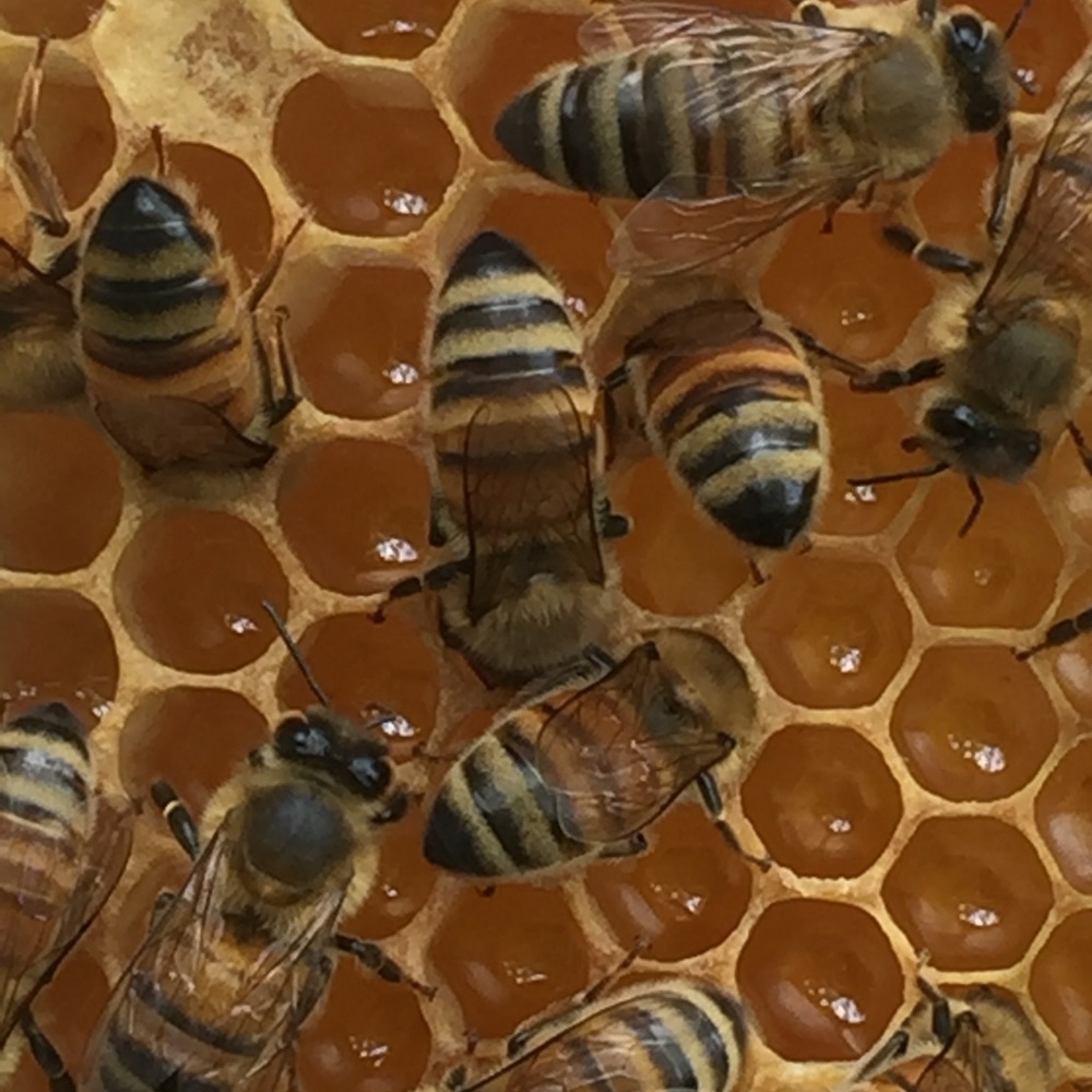 'Love high heels but also love Beekeeping boots...