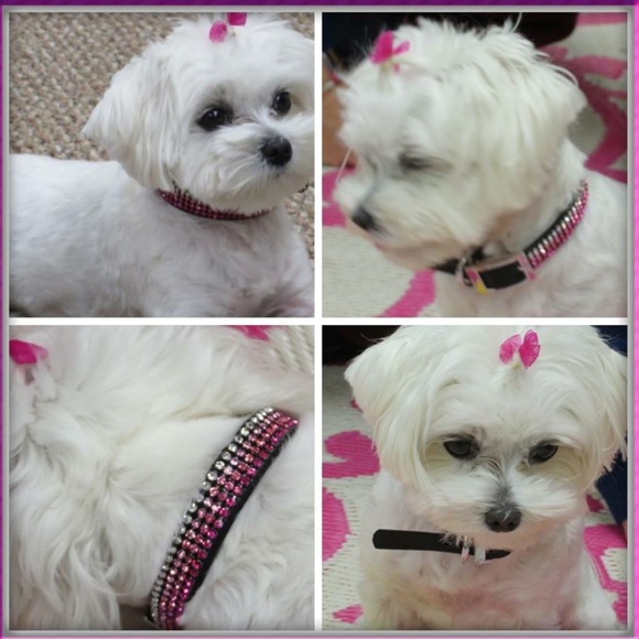 Diamond Diva Dog Crystallized Dog Collars, NWT - Picture 4 of 8