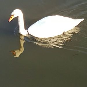 Meet your Posher, Rhonda