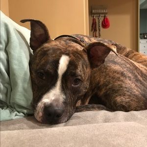 Meet your Posher, Joey