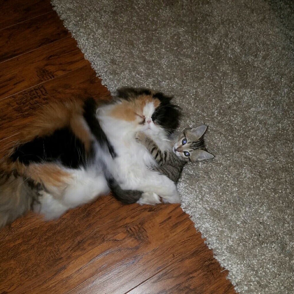 Meet your Posher, Davina